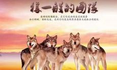 霸气押韵的部队狼性口号:展现着战士们的英勇之躯和坚定之志!