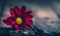 一些祝福语，希望将友情变为恋情的好朋友们找到幸福爱情的匹配