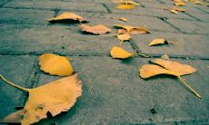 一点的标题：分享美好的生活喜悦——一些表达夸赞他人开心的句子