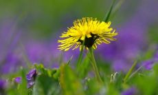 用众多欢乐的词语祝福你开心和快乐