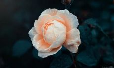 探讨亲情的多面向与价值——汇总万能句子！