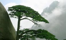 用生动的语言描写松树的外观、气息、松针和树干，打造栩栩如生的自然之美的句子集锦