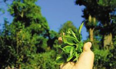 心烦悲伤的情感倾诉:分享一些感伤的句子,倾诉内心的无奈与哀愁