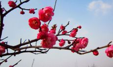 五十句描写梅花的诗句，呈现出梅花的娇媚之美与坚韧之力！