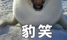 一系列令人欢笑的语句,旨在让人感到快乐和愉悦!