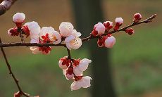 关于春日盛放的绚烂花朵的美妙诗句