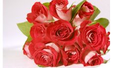 用精美语言形容玫瑰花的句子,赞美其优美、地道、光鲜、娇艳,给人以深刻、感性的视觉与情感体验