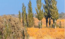 氤氲秋日,淡然悲伤的伤感唯美句子盘点