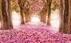 为何我们需要明确“不要友情”的观念：探究友情在人际关系中的局限性和可能带来的负面影响