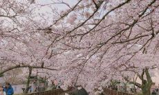 赢得人心的美妙绝伦的唯美语句,令人一见倾心