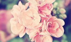 探索花朵之美:收集绝妙的花语、花言巧语和花开花落的诗情画意