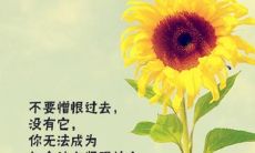 探究小清新风格下的唯美语言，感受自然与纯净之美