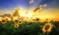 利用短信在周末向客户送去问候的创意营销策略