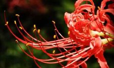 彼岸花，这朵含辛茹苦之花，拥有着独特的花语与意义，以其娇艳欲滴的色彩和短暂的开放时间，成为了热门的文化符号和艺术主题