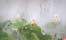 紫竹林中寻找内心静谧——提供方便快捷的禅意网名大全