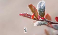 用于表达小寒节气的美好意境的精美朋友圈句子分享