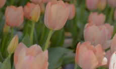 祝福三月的美好时光:适合发出的美丽句子和深意隽语