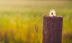 经典的古风句子，表达深沉的闺蜜友情力量