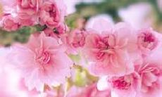 如此美好的友情，诗意化作简短句子