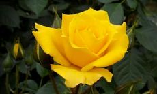 一份周末客户祝福问候短信，传递真情带来温馨和谐的商业交流