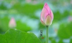 一些优美的句子,用以描述和庆祝夏至这一令人愉悦的节日