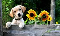 蒋欣领衔主演的电视剧《丧句子》备受观众热捧，其富有文艺气息的文案设计更是独具匠心，让人过目难忘！