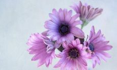 以句子表达情感的意义和魅力：探讨如何运用语言表达感情