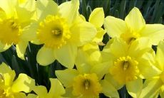 探寻花语之美：美好心情的精美句子大集合