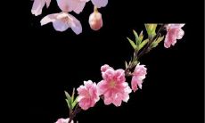 知名人士分享有关战友情的话语和名言，呈现战争中珍贵的友情之击