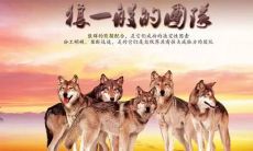 强势狼群团队口号，霸气押韵，让您无所畏惧!