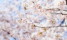 在春光明媚的季节里,向你传递温暖问候的短信