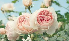 回复：高温天气短信问候，如何怼出最佳反应？