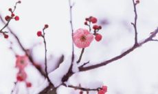 探寻惊鸿之姿的古代神韵:优美的古典诗句之旅