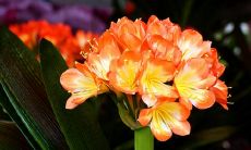 狗年春节过后,给亲朋好友发的问候短信内容大集锦