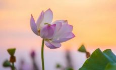 收录最全、最精美的大暑节气祝福语，为你提供各式适合发送的唯美祝福语！