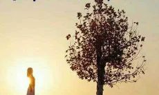 触动灵魂的励志佳句集，献给内心深处的自我激励和心灵疗愈