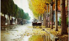 50句描写秋雨的精美句子，带你感受清凉的舒适和萧索的忧伤