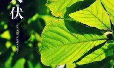 在三伏酷暑之际,给您的身体送上关怀——三伏天养生问候短信汇总!