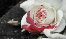 - 搜集历史悠久而深刻的励志箴言:发现古代启迪心灵、激励个人成长的名言!