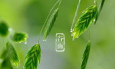 美丽有诗意的描写谷雨的句子