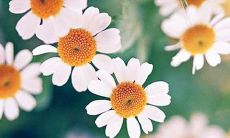 无可替代的真情细节：用描写句子彰显亲情的深厚意义