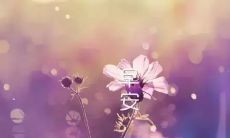 浪漫有爱意的留言：致女友的暖心心语