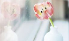 2022五月新鲜出炉的早安说说，给你带来好听、走心的心灵鸡汤，迎接全新的五月！