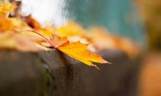 秋意渐浓,心情随之变化,一起来谈论一下吧!