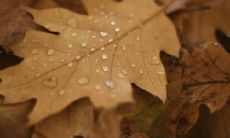 我如何在秋季表达自我情感：一篇致自己的心情独白