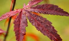 秋天朋友圈语录合集-精选经典语录分享给亲友,表达深情祝福及感恩情怀!