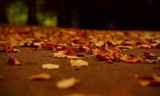 秋日落寞,满怀悲伤的句子:打动心弦,牵动心灵的文字表达