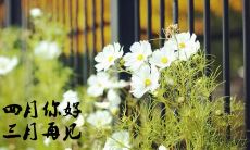 四月的来临,迎接清新气息的文字与图片,展现春天的美妙时刻