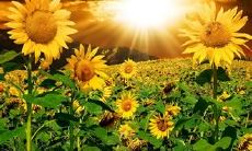 美丽动人的向日葵:抒情诗句中赞美它的无穷魅力