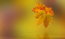 令人感伤的句子:探析落叶所诉说的故事和不同季节的情感寓意